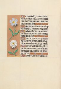 Izabella katolikus királyné, spanyol királynő órái: Fol. 117v, c. 1500. alkotó: Master of the First Prayerbook of Maximillian