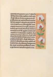 Izabella katolikus királyné, spanyol királynő órái: Fol. 259r, c. 1500. alkotó: Master of the First Prayerbook of Maximillian