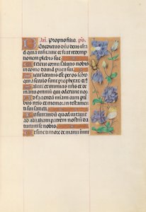 Izabella katolikus királynő, Spanyolország királynőjének órái:  Fol. 59r alkotó: Master of the First Prayerbook of Maximillian
