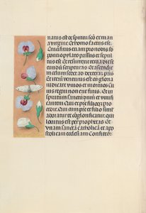 Izabella katolikus királyné, spanyol királynő órái: Fol. 91v, c. 1500. alkotó: Master of the First Prayerbook of Maximillian