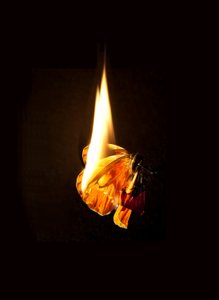 Égő pillangó 17, 2013 (Lambda print) alkotó: Mat Collishaw