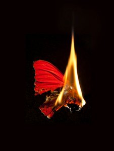 Égő pillangó 18, 2013 (Lambda print) alkotó: Mat Collishaw