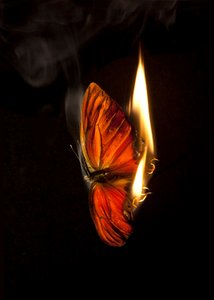 Burning Butterfly 2, 2013 (Lambda print) alkotó: Mat Collishaw