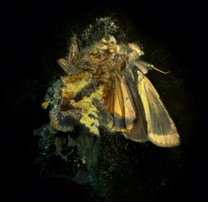 Rovarölőszer 12, 2006 (C-típusú fénykép) alkotó: Mat Collishaw