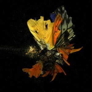 Rovarölő szer 13, 2009 (C-típusú fénykép) alkotó: Mat Collishaw