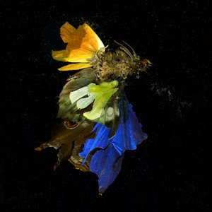 Rovarölőszer 15, 2009 (C-típusú fénykép) alkotó: Mat Collishaw
