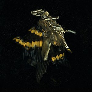 Rovarölőszer 17, 2009 (C-típusú fénykép) alkotó: Mat Collishaw