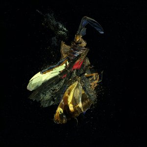 Rovarölő szer 18, 2009 (C-típusú fénykép) alkotó: Mat Collishaw