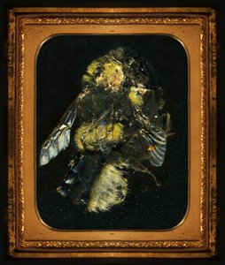 Rovarölőszer 2, 2006 (C-típusú fénykép) alkotó: Mat Collishaw