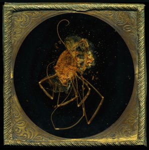 Rovarölő szer 5, 2006 (C-típusú fénykép) alkotó: Mat Collishaw