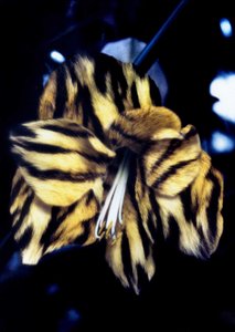 Tigris bőr liliom alkotó: Mat Collishaw