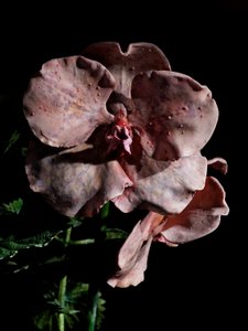 Venal Muse, Impetus, 2012 (gyanta, zománcfesték, fa, üveg, acél) alkotó: Mat Collishaw