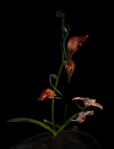 Venal Muse, Lafage, 2012 (gyanta, zománcfesték, fa, üveg, acél) alkotó: Mat Collishaw
