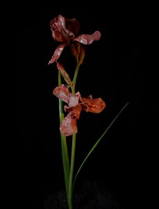 Venal Muse, Viridor, 2012 (gyanta, zománcfesték, fa, üveg, acél) alkotó: Mat Collishaw