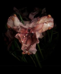 Venal Muse, Viridor, 2012 (gyanta, zománcfesték, fa, üveg, acél) alkotó: Mat Collishaw