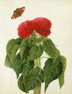 Celosia Argentea Cristata és Butterfly (wc és gouache, ceruza, pergamen)