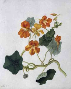 Tropaeolum (akvarell és gouache, ceruza, pergamen)