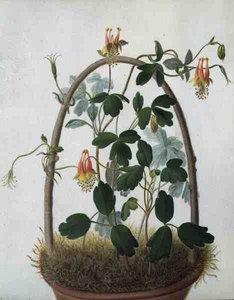 Tropaeolum Tuberosum (akvarell és gouache ceruzával, vellumra)