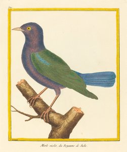 Blackbird, Júda királyságából alkotó: Matinet