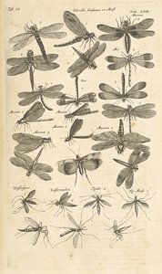 Tab III, Szitakötők, Illusztráció a "Négylábúak természetrajzából" alkotó: Mattaus the Younger Merian