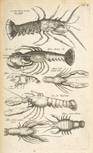 Tab II, Homárok, Illusztráció a "Négylábúak természettörténetéből" alkotó: Mattaus the Younger Merian