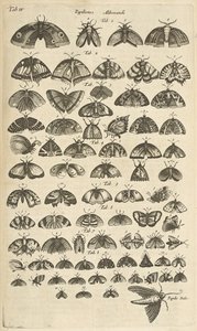 Tab. IV, Pillangók és lepkék, Illusztráció a "Négylábúak természettörténetéből" alkotó: Mattaus the Younger Merian