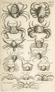 VI. lap, Rákok, Illusztráció innen alkotó: Mattaus the Younger Merian