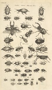 XIII. lap, Bogarak, Illusztráció a "Négylábúak természettörténetéből" alkotó: Mattaus the Younger Merian