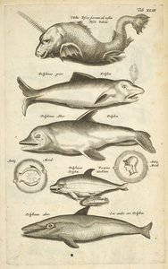 43. lap, Delfinek, Illusztráció a 