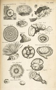 XVIII. lap, Tengeri élet, Illusztráció a „Négylábúak természettörténete” című kötetből, 2. kötet alkotó: Mattaus the Younger Merian