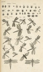 XVII. lap, Szitakötők, Illusztráció a "Négylábúak természettörténetéből" alkotó: Mattaus the Younger Merian