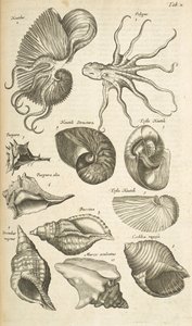 Tab X, Octopus és Nautilus kagylók, Illusztráció a 
