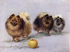 Három Mrs Hall Walkers Champion Pomeranians