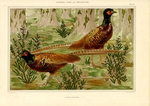 Naturalista fácánpár az erdőben (litográfia) alkotó: Maurice Pillard Verneuil