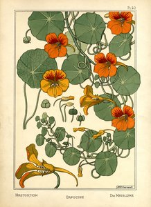 Nasturtium (színes litó)