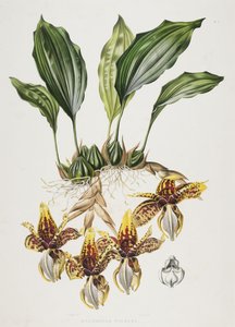 A Stanhope-tigris orchidea, 1838