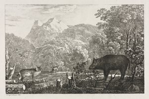 Vaddisznó, vadmacska és hiúz, 1807. alkotó: Maximilian Josef Wagenbauer