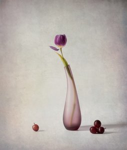 Lila tulipános csendélet alkotó: May G