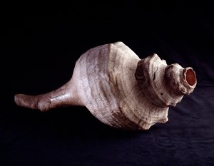 Prekolumbiai művészet, maja civilizáció, klasszikus korszak: hangszerként használt tengeri kagyló (trombita). Uaxactunból, Guatemalából. Homályos. 19,2x41,5 cm Guatemala, Museo Nazionale di Archeologia e Etnologia - Kolumbusz előtti művészet, maja civilizá alkotó: Mayan Mayan