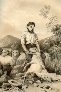 Birkanyírás, 1879