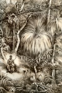 Tasmán erdei jelenet, 1879