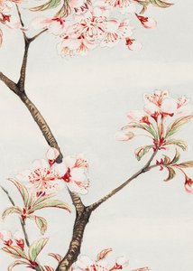 Sakura cseresznye 1870–1880 között alkotó: Megata Morikaga