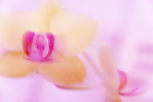 rózsaszín ORCHIDEA
