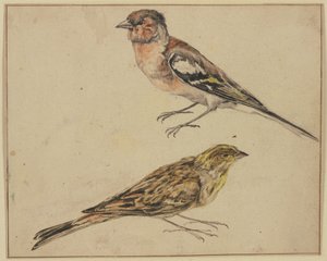 Egy tengelic és egy kenderike alkotó: Melchior de Hondecoeter