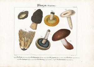 Ehető és mérgező gombák alkotó: Meno Haas