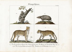 Egzotikus emlősök: Nagymacskák, lajhár és tatu alkotó: Meno Haas