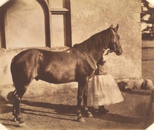 Szultán, 1850-es évek közepe. alkotó: Mervyn Herbert Nevil Story Maskelyne