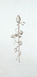 Rajz Michael Faraday vendégkönyvéből (toll és tinta papíron)