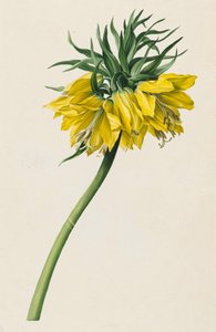 Kaiserkrone alkotó: Michael Moritz Daffinger