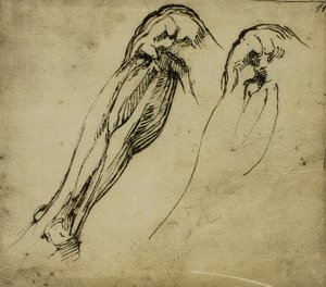 Egy láb anatómiai tanulmányai, Michelangelo rajza. Casa Buonarroti, Firenze alkotó: Michelangelo Buonarroti